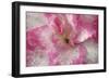 Azalea Detail of a Pink and White Coloured Azalea Blossom-null-Framed Photographic Print