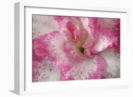 Azalea Detail of a Pink and White Coloured Azalea Blossom-null-Framed Photographic Print