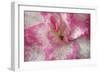Azalea Detail of a Pink and White Coloured Azalea Blossom-null-Framed Photographic Print