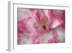 Azalea Detail of a Pink and White Coloured Azalea Blossom-null-Framed Photographic Print