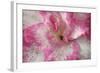 Azalea Detail of a Pink and White Coloured Azalea Blossom-null-Framed Photographic Print