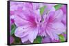 Azalea Flower-Rob Tilley-Framed Stretched Canvas