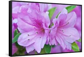 Azalea Flower-Rob Tilley-Framed Stretched Canvas