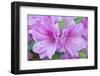 Azalea Flower-Rob Tilley-Framed Photographic Print