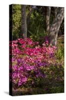 Azalea Flowers, Edgewater Landings, Florida, USA-Lisa S. Engelbrecht-Stretched Canvas