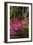 Azalea Flowers, Edgewater Landings, Florida, USA-Lisa S. Engelbrecht-Framed Photographic Print