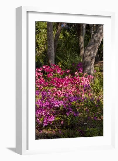 Azalea Flowers, Edgewater Landings, Florida, USA-Lisa S. Engelbrecht-Framed Photographic Print