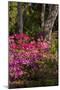 Azalea Flowers, Edgewater Landings, Florida, USA-Lisa S. Engelbrecht-Mounted Photographic Print