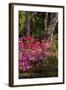 Azalea Flowers, Edgewater Landings, Florida, USA-Lisa S. Engelbrecht-Framed Photographic Print