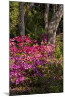 Azalea Flowers, Edgewater Landings, Florida, USA-Lisa S. Engelbrecht-Mounted Photographic Print