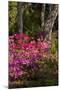 Azalea Flowers, Edgewater Landings, Florida, USA-Lisa S. Engelbrecht-Mounted Photographic Print