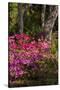 Azalea Flowers, Edgewater Landings, Florida, USA-Lisa S. Engelbrecht-Stretched Canvas