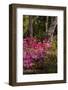 Azalea Flowers, Edgewater Landings, Florida, USA-Lisa S. Engelbrecht-Framed Photographic Print