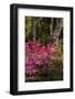 Azalea Flowers, Edgewater Landings, Florida, USA-Lisa S. Engelbrecht-Framed Photographic Print