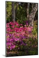 Azalea Flowers, Edgewater Landings, Florida, USA-Lisa S. Engelbrecht-Mounted Photographic Print