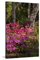 Azalea Flowers, Edgewater Landings, Florida, USA-Lisa S. Engelbrecht-Stretched Canvas