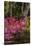 Azalea Flowers, Edgewater Landings, Florida, USA-Lisa S. Engelbrecht-Stretched Canvas