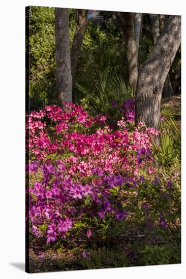 Azalea Flowers, Edgewater Landings, Florida, USA-Lisa S. Engelbrecht-Stretched Canvas