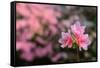 Azalea Flowers-SeanPavonePhoto-Framed Stretched Canvas