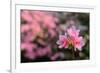 Azalea Flowers-SeanPavonePhoto-Framed Photographic Print