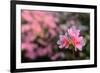 Azalea Flowers-SeanPavonePhoto-Framed Photographic Print