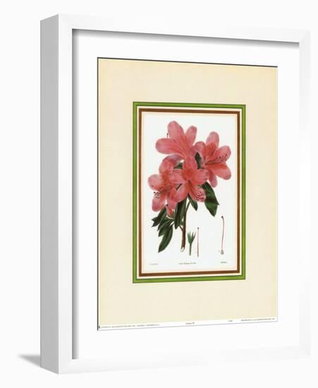 Azalea III-null-Framed Art Print