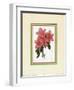 Azalea III-null-Framed Art Print