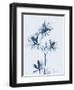 Azalea in Blue II-Albert Koetsier-Framed Art Print