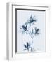 Azalea in Blue II-Albert Koetsier-Framed Art Print