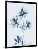 Azalea in Blue II-Albert Koetsier-Framed Art Print