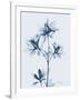 Azalea in Blue II-Albert Koetsier-Framed Art Print