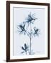 Azalea in Blue II-Albert Koetsier-Framed Art Print