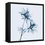 Azalea in Blue-Albert Koetsier-Framed Stretched Canvas