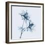 Azalea in Blue-Albert Koetsier-Framed Art Print