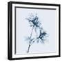 Azalea in Blue-Albert Koetsier-Framed Art Print