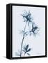 Azalea in Blue-Albert Koetsier-Framed Stretched Canvas