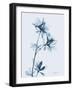 Azalea in Blue-Albert Koetsier-Framed Art Print