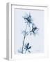 Azalea in Blue-Albert Koetsier-Framed Art Print