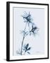 Azalea in Blue-Albert Koetsier-Framed Art Print