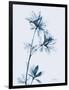 Azalea in Blue-Albert Koetsier-Framed Art Print