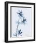 Azalea in Blue-Albert Koetsier-Framed Art Print