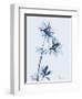 Azalea in Blue-Albert Koetsier-Framed Art Print