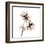 Azalea in Sienna-Albert Koetsier-Framed Art Print