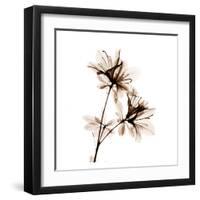 Azalea in Sienna-Albert Koetsier-Framed Art Print