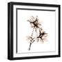 Azalea in Sienna-Albert Koetsier-Framed Art Print