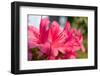 Azalea Pink-kenjii2011-Framed Photographic Print