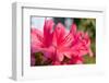 Azalea Pink-kenjii2011-Framed Photographic Print