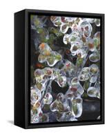 Azalea Plants Encased in Ice, Portland, Oregon, USA-Steve Terrill-Framed Stretched Canvas