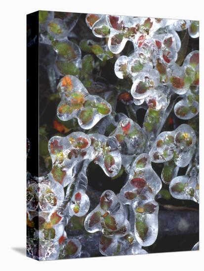 Azalea Plants Encased in Ice, Portland, Oregon, USA-Steve Terrill-Stretched Canvas