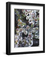 Azalea Plants Encased in Ice, Portland, Oregon, USA-Steve Terrill-Framed Photographic Print